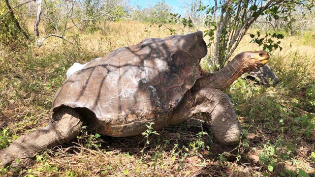 Диего: легендарный гаремный самец, который спас свой вид
