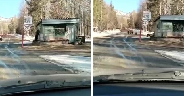 В Башкирии медведи атаковали контрольно-пропускной пункт