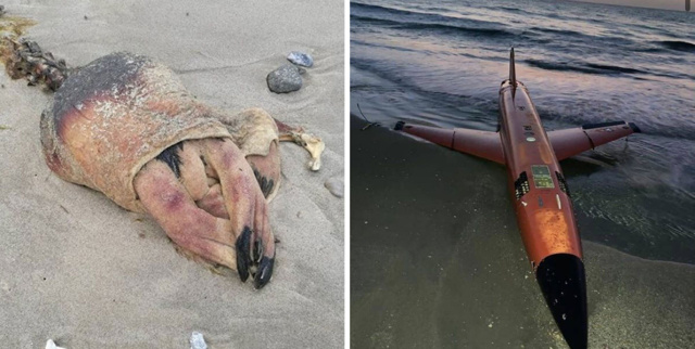 13 невероятнейших находок, обнаруженных на пляжах в разных уголках нашей планеты