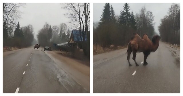 В Пскове засняли на видео гуляющего по дороге верблюда