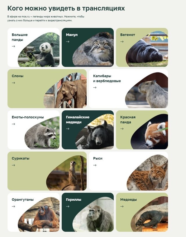Посетить Московский зоопарк онлайн