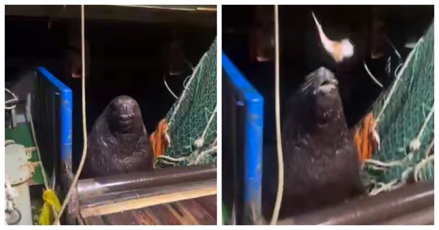 Сивуч ждёт, пока его покормят