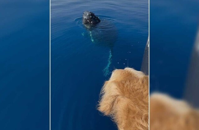 На Гавайях горбатый кит подплыл к лодке и поприветствовал  золотистого ретривера