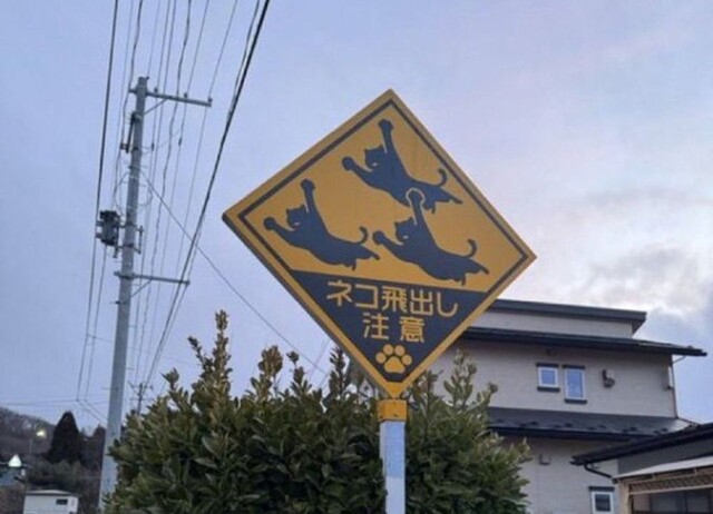 Дорожные знаки в Японии, предупреждающие о внезапном появлении кошек