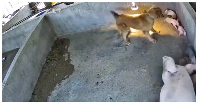 Пёс пожалел, что забрался в свинарник