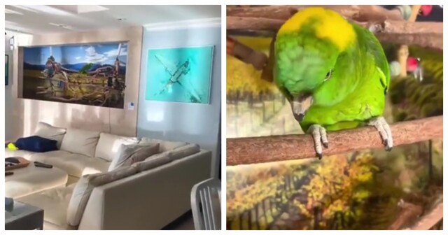 Попугай решил попрактиковаться в вокале в 7 утра