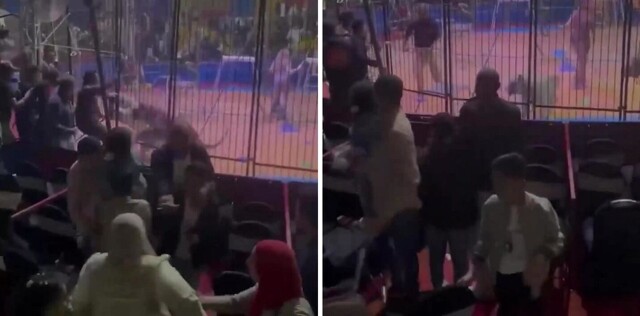 В Египте тигр отгрыз руку работнику цирка во время представления