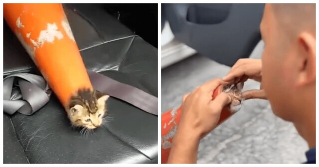 Маленький котёнок застрял в дорожном конусе