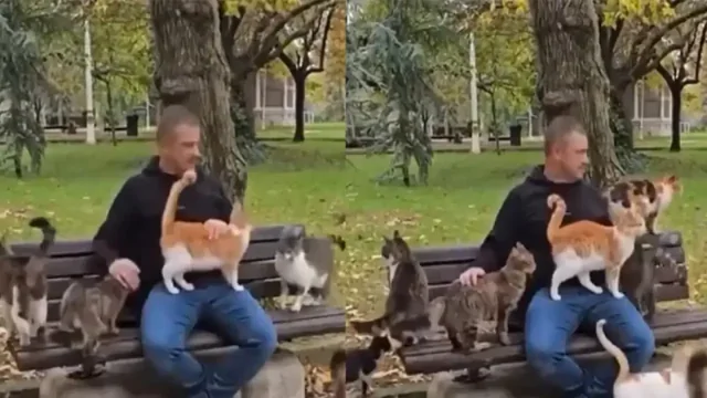 В Турции есть парк, где вместо голубей вас окружат котики