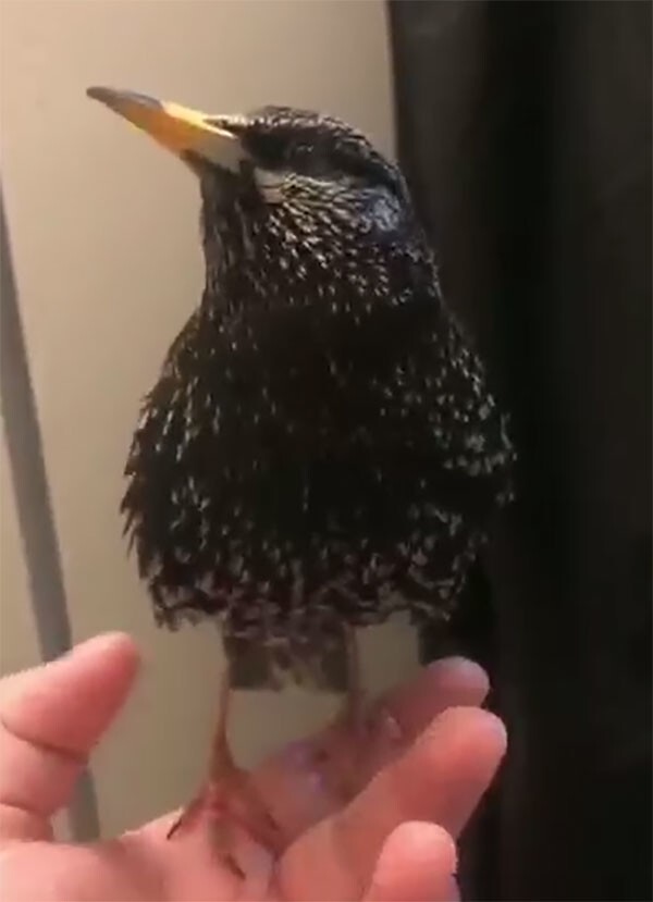 Скворцы обладают прекрасной способностью к звукоподражанию