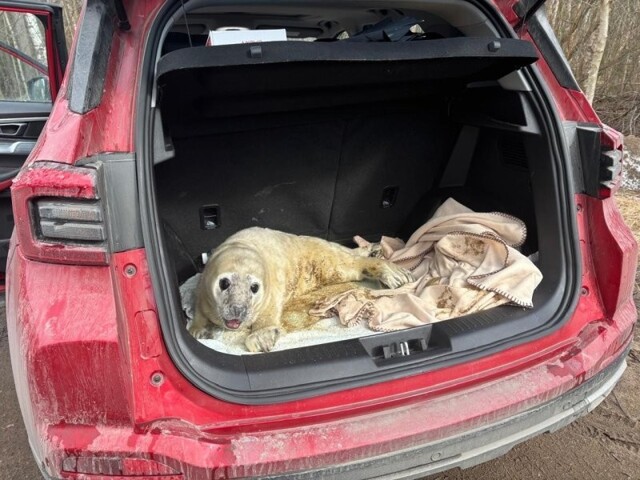 В Петербурге спасли трех детенышей тюленя