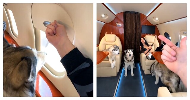 Успешный успех инфоцыган