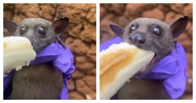 Летучие собаки лакомятся бананами