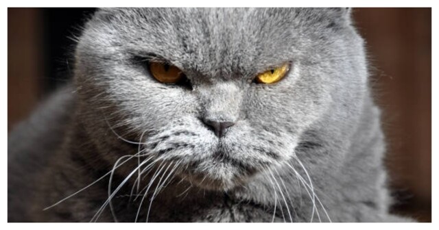 Кот высказывает своё недовольство