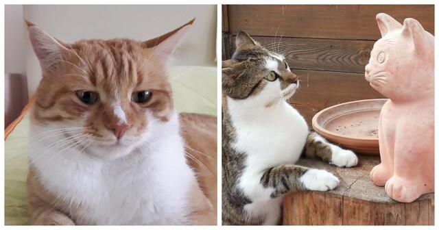 20+ котеек, от ужимок и проделок которых невозможно оторваться