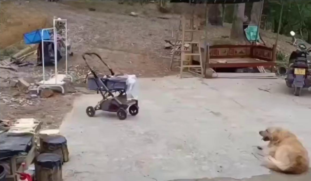 Пёс спешит на помощь