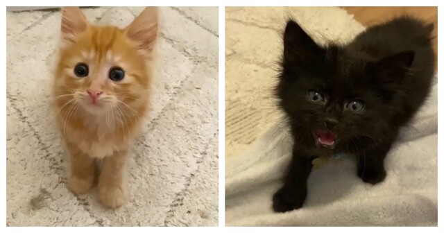 Разница между рыжими и чёрными котятами наглядно