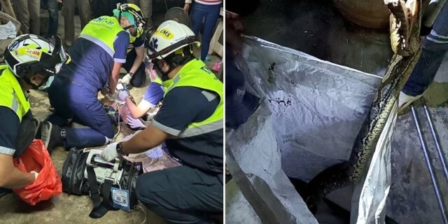 Гигантский питон напал на спасателя и обвился вокруг его шеи