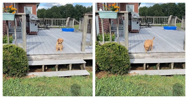 Реакция щенка на ступеньки