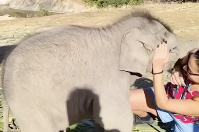 В Таиланде  слонёнок попытался обнять туристку, но не рассчитал силы и случайно повалил её на землю