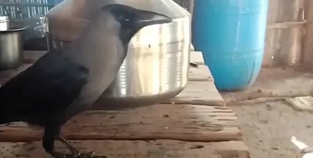 Говорящая птица  покорила жителей индийской деревни