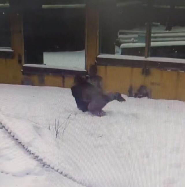 Горилла из Московского зоопарка радуется апрельскому снегу⁠⁠