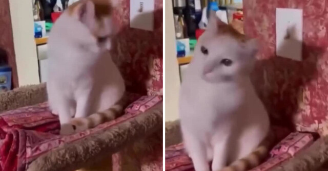 Кошка, которая мастерски уворачивается от любой попытки её погладить