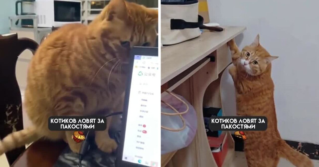 Коты, которых поймали с поличным