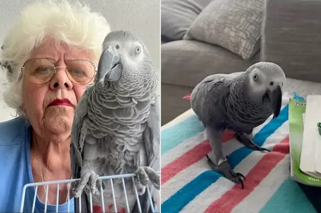 «Я просто хочу вернуться домой»: туристка застряла за границей, ведь её не пускают в самолёт с попугаем