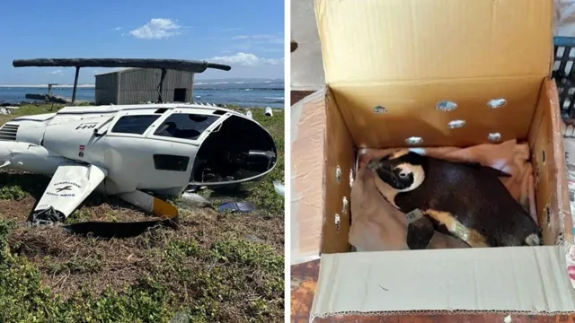 Власти ЮАР обвинили пингвина в крушении вертолёта