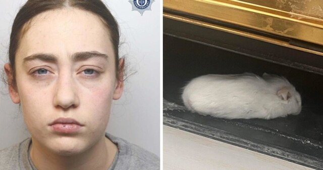 Девушка проехала 370 км, чтобы кинуть мёртвую мышь в почтовый ящик бывшего