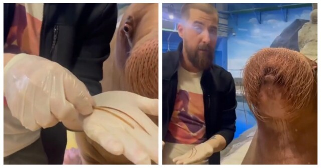 Интересные факты про усы моржа