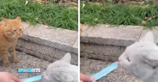 Прохожие случайно застали двух котов за серьёзной разборкой