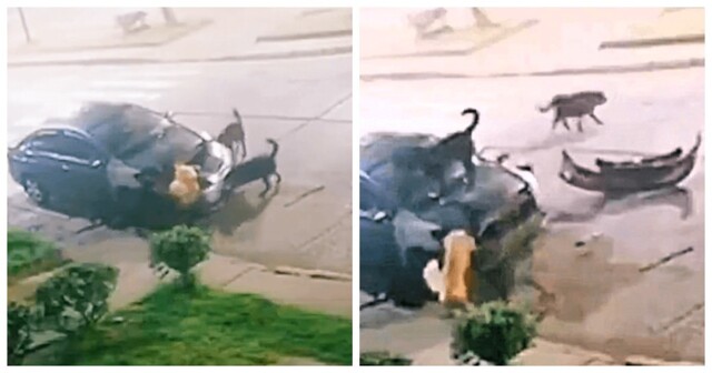 Бродячие собаки растерзали припаркованную машину