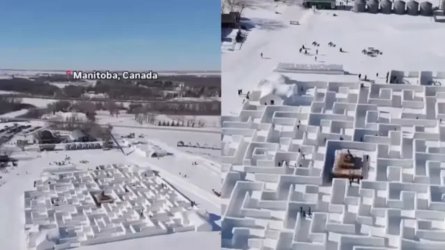 Снежный лабиринт из кукурузного поля