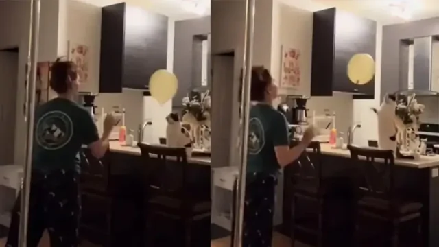 Девушка сыграла в волейбол со своей кошкой