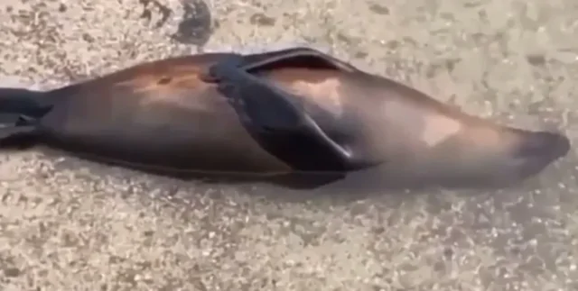 Мужчина  снял на видео как расслабляется морской лев