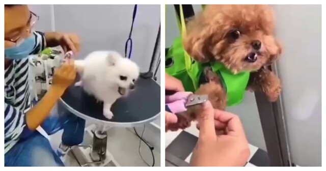 Собачья когтедрама