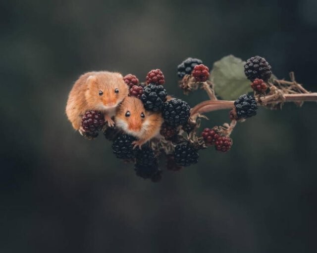  Намешалось 