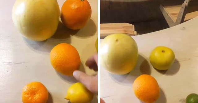 Происхождение цитрусовых