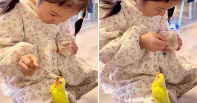 Девочка кормит попугая с ложки