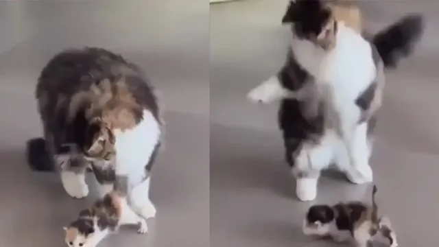 Кошка радуется первым шагам своего котёнка