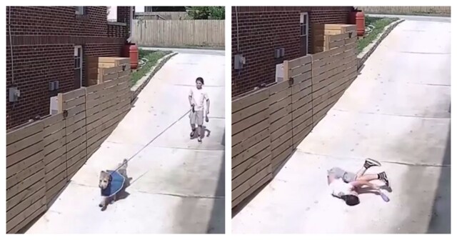 Собаки роняют своих хозяев во время прогулки