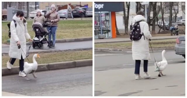Женщина гуляет с гусём в Подмосковье