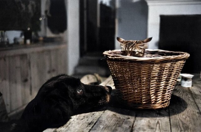 Подборка смешных и забавных фотографий с котами, которые поднимут настроение