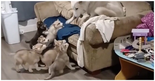 Глава собачьего семейства пытается убежать от щенков