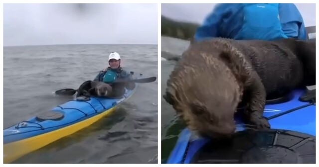 Канадские выдры завязывают дружбу с каякерами: пушистые создания регулярно приплывают к ним, чтобы покататься вместе