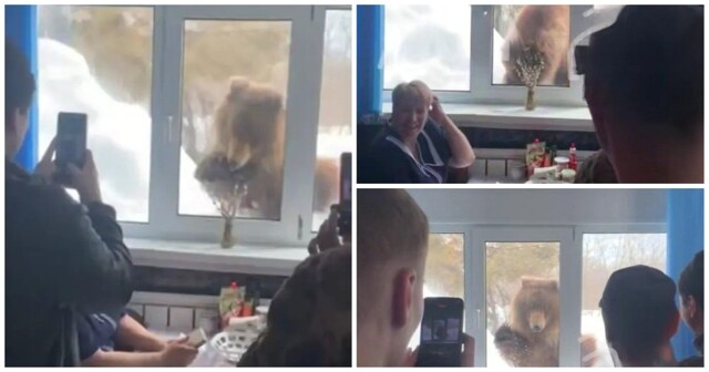 Медведь на Камчатке пытался попасть в столовую