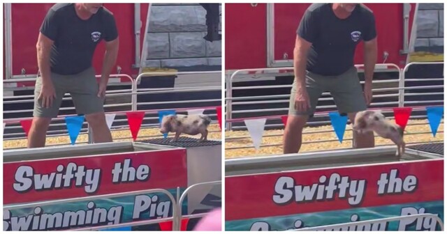 Чемпионат по заплыву поросят