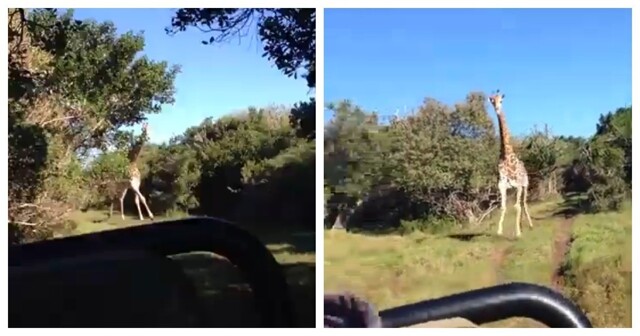 Жираф погнался за туристами